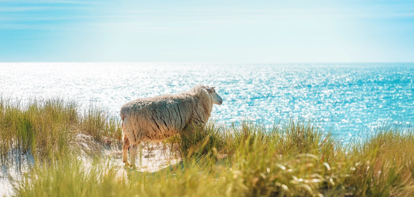 Watthof Sylt Rantum